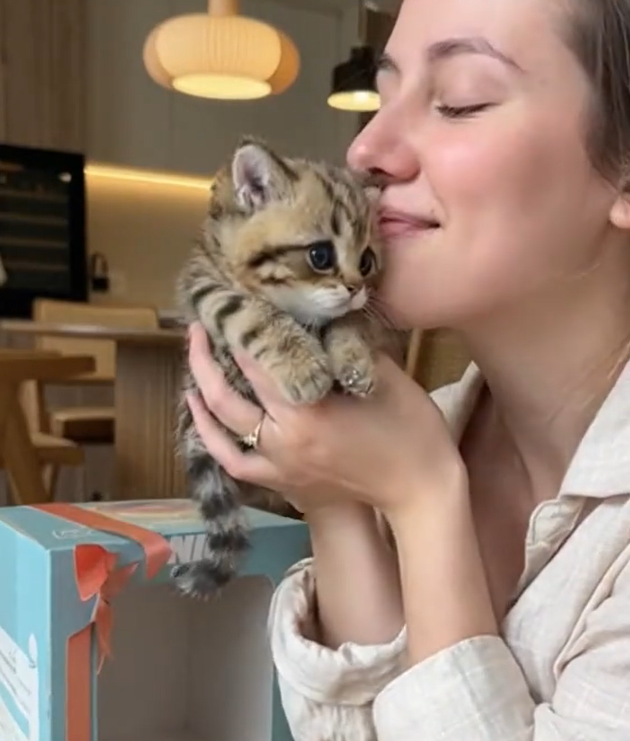 Zycon® – Mijn realistische robotkitten