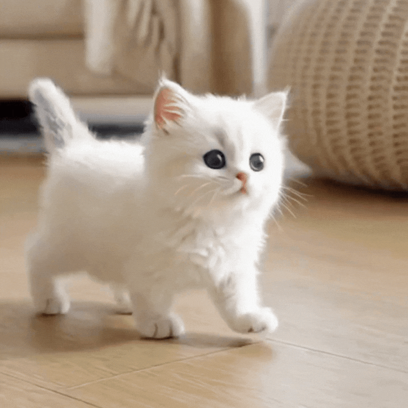 Zycon® – Mijn realistische robotkitten